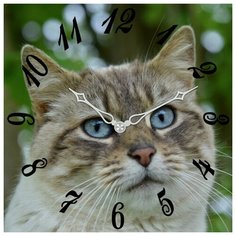 SvS Настенные часы SvS 3503199 СВС