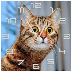 SvS Настенные часы SvS 3502512 Удивленный кот СВС