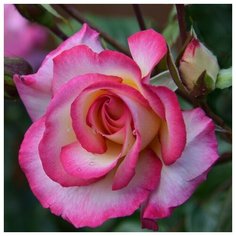 Алмазная мозаика "Нежная розовая роза" Рыжий кот