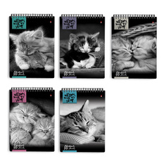 Блокнот Альт, А5 (127 х 202 мм), КОШКИ 40 л., 3-40-462, обложка в ассортименте