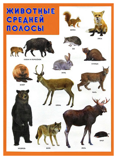 Плакат Животные Средней полосы Мозаика Синтез
