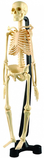 Набор EDU-TOYS SK046 Анатомический набор.Мини-скелет