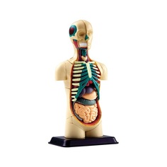 Анатомический набор Edu-toys Модель анатомии тела человека - туловища, 32 детали