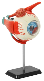Анатомический набор "Глаз" Edu Toys