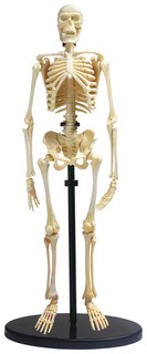 Анатомический набор "Скелет" Edu Toys
