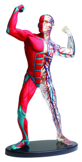 Анатомический набор "Мышцы" Edu Toys