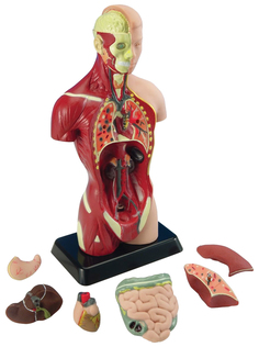 Анатомия человеческого тела Edu Toys