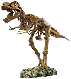 Набор "Скелет динозавра" Edu Toys