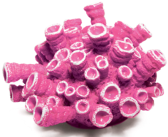 Искусственный коралл Laguna Эусмилия, розовый, 9.5х9.5х5.5 см