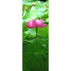 Обои Milan (Лотос), М1007, 100х270 см