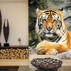 Обои Milan (Тигр), M 208, 200х270 см