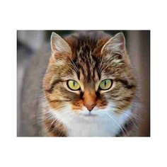 Алмазная мозаика "Кошачий взгляд Рыжий кот