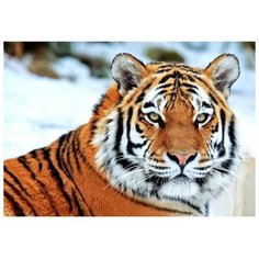 MILATO Алмазная мозаика «Тигр зимой» 29.5?20.5 см, 30 цветов