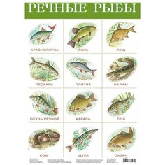 Плакат Дрофа-Медиа Речные рыбы 2165