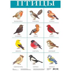 Плакат Дрофа-Медиа Птицы 2088 белый