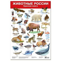 Плакат Дрофа-Медиа Животные России-2. Красная книга 2987