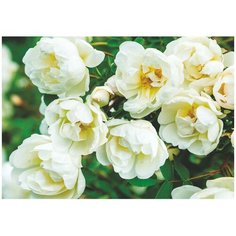 Фотообои Симфония "Цветение" K-203