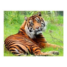 Алмазная мозаика "Спокойный тигр на траве" Рыжий Кот DL011/РК