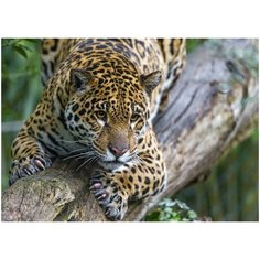 Алмазная мозаика классическая "Леопард на дереве" (30 цветов) Рыжий кот