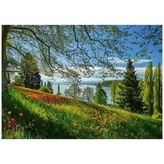 Пазл Schmidt 1000 деталей: Цветение тюльпанов. Остров Майнау