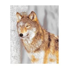 Штора для ванной фотодизайн ST CT1220-20086 с кольцами 180х200 см Santrade