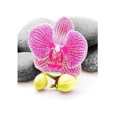 Штора для ванной фотодизайн ST CT1220-20070 с кольцами 180х200 см Santrade