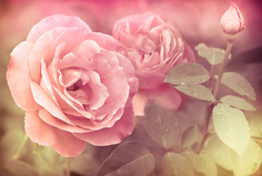 Обои Milan (Нежность 2), M 7167 300х200 см