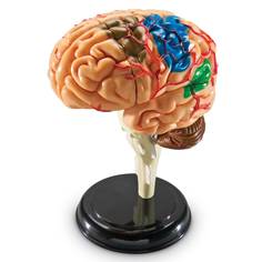 Развивающая игрушка Learning Resources Анатомия человека. Мозг, 31 элемент