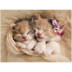 Алмазная мозаика "Спящие пушистые котики", классическая (23 цвета)