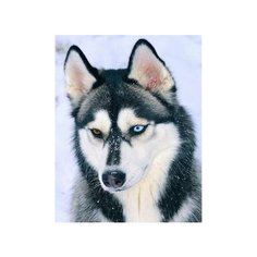Алмазная мозаика "Хаски в снегу", 20х30 см (с частичным заполнением, на картоне) Рыжий кот