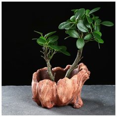 Кашпо керамичское "Пенек" 13*10*10см Take It Easy