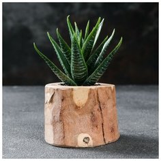 Кашпо для растения "Эко- спил", d-6 см, h-5 см, микс Доброе дерево