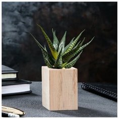 Кашпо для кактуса"Эко- спил", d-6, h-7 см, массив дуба Доброе дерево