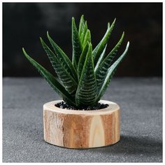 Кашпо для растения "Эко- спил", d=6 см, h=2.5 см Доброе дерево