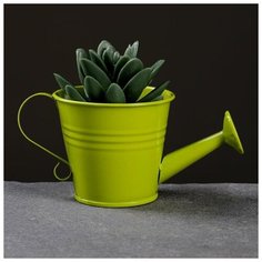 Кашпо "Лейка" 12*5,5*6,5см, цвет микс Take It Easy