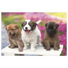 Раскраска по номерам на картоне "Милые щенята", формат А3 Рыжий кот