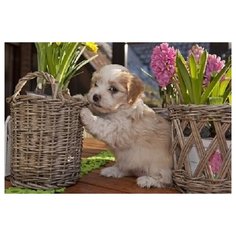 Холст с красками "Рисование по номерам. Щенок у корзины", 40х50 см Рыжий кот