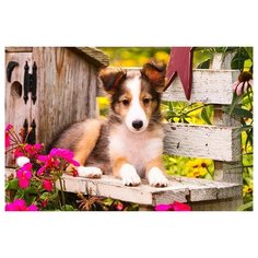 Алмазная мозаика, классическая "Собачка в саду", 40х50 см (с подрамником, с полным заполнением) Рыжий кот