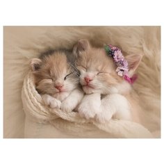 Раскраска по номерам на картоне "Милые котята", формат А3