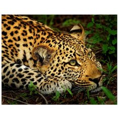 Алмазная мозаика "Затаившийся леопард", 22x32 см, с подрамником, 16 цветов Рыжий кот