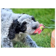 Алмазная мозаика "Щенок и цветок", блестящая, 30х40 см Рыжий кот