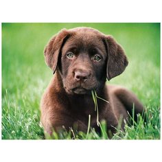 Пазл Clementoni 500 деталей: Шоколадный щенок