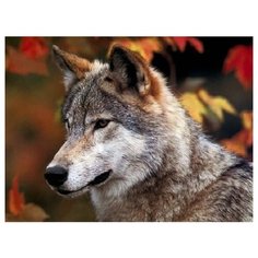 Алмазная мозаика, классическая "Волк в осеннем лесу", 22х32 см (с подрамником, с полным заполнением)(26цв.) Рыжий кот