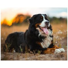 Алмазная мозаика "Бернский скотт в поле", квадратная, 28 цветов