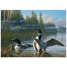 Пазл Cobble Hill 1000 деталей: Семейство гагар (51810)