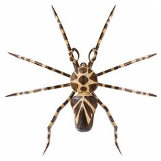 Панно настенное Паук (албезия, о.Бали) 150 см 75-009 113-403823 Decor & Gift