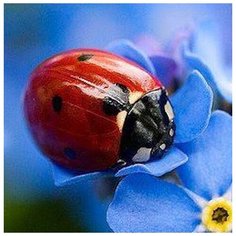 Набор алмазной мозаики "Алая спинка", размер 20х20см, 33 цвета Яркие Грани