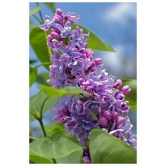 Набор алмазной мозаики "Ветка сирени", размер 20х30см, 36 цветов Яркие Грани