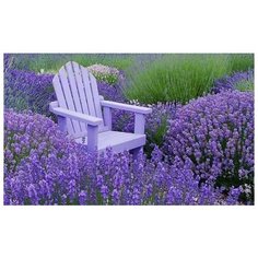 Набор алмазной мозаики "Среди лаванды", размер 50х31 см, 43 цвета Яркие Грани