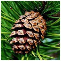 Набор алмазной мозаики "Шишка", размер 20х20 см, 33 цвета Яркие Грани